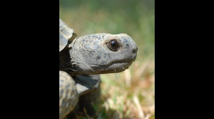 Gopher Tortoise (photo by Tom Price)