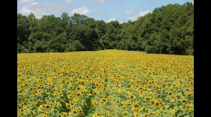 Barbour county alabama discount wildlife management area