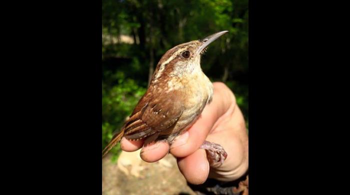 Carolina Wren