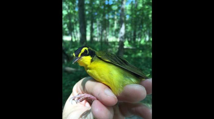 Kentucky Warbler