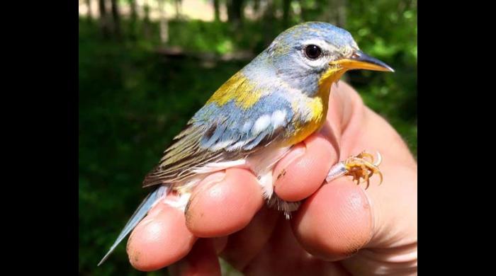 Northern Parula