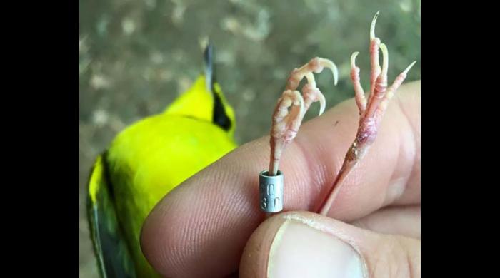 Kentucky Warbler