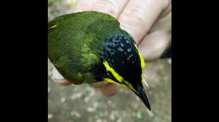 Kentucky Warbler