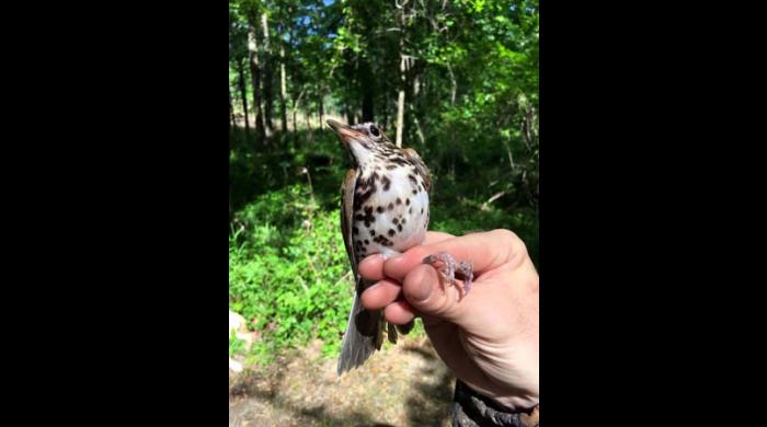 Wood Thrush