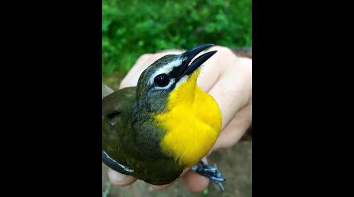 Yellow-breasted Chat