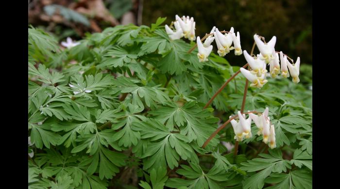 Dutchman's Breeches