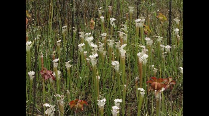 Pitcher plants at Splinter Hill Bog (photo by Ashley Peters)